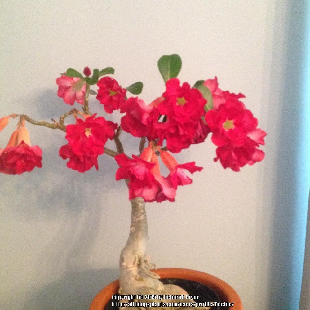 Photo of Desert Rose (Adenium obesum) uploaded by Deebie