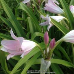 Location: Orangeburg, SC
Date: 2015-07-12
Crinum Powellii Pink buds and bloom