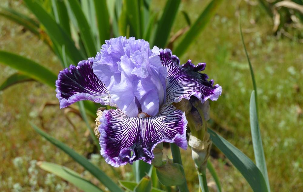 Photo of Tall Bearded Iris (Iris 'Captain Thunderbolt') uploaded by KentPfeiffer