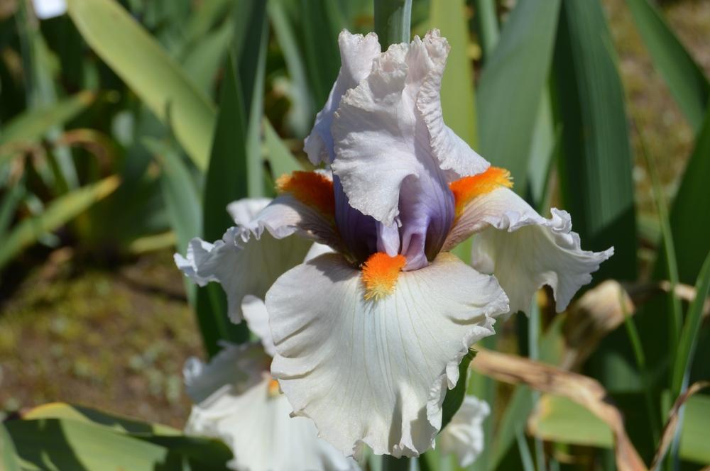 Photo of Tall Bearded Iris (Iris 'Chenille') uploaded by KentPfeiffer