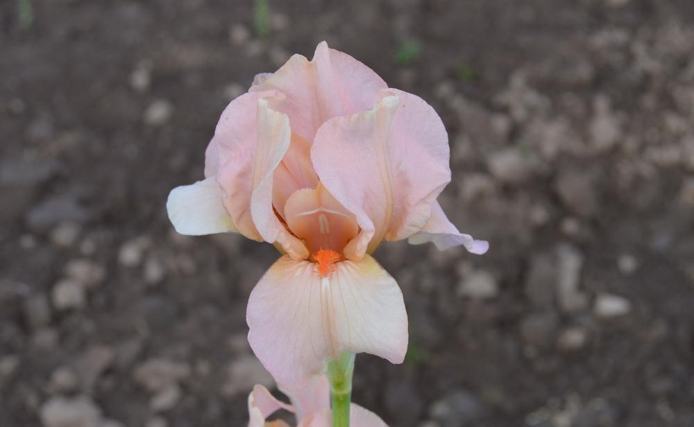 Photo of Miniature Tall Bearded Iris (Iris 'Coral Caper') uploaded by KentPfeiffer