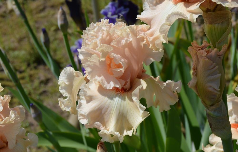 Photo of Tall Bearded Iris (Iris 'Coralina') uploaded by KentPfeiffer