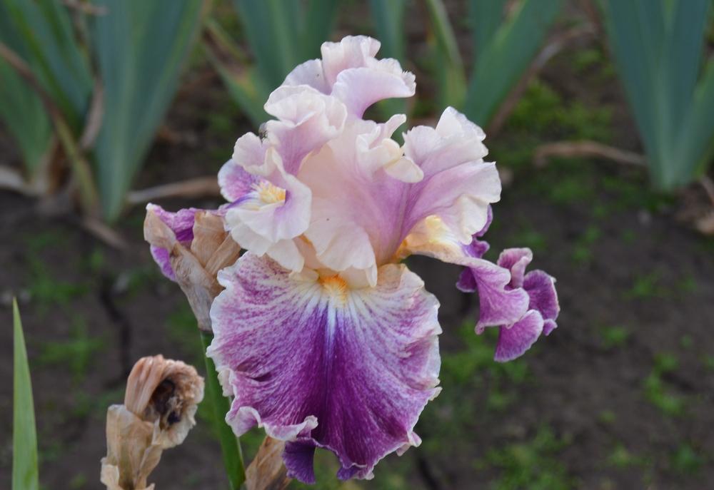 Photo of Tall Bearded Iris (Iris 'Celtic Tartan') uploaded by KentPfeiffer