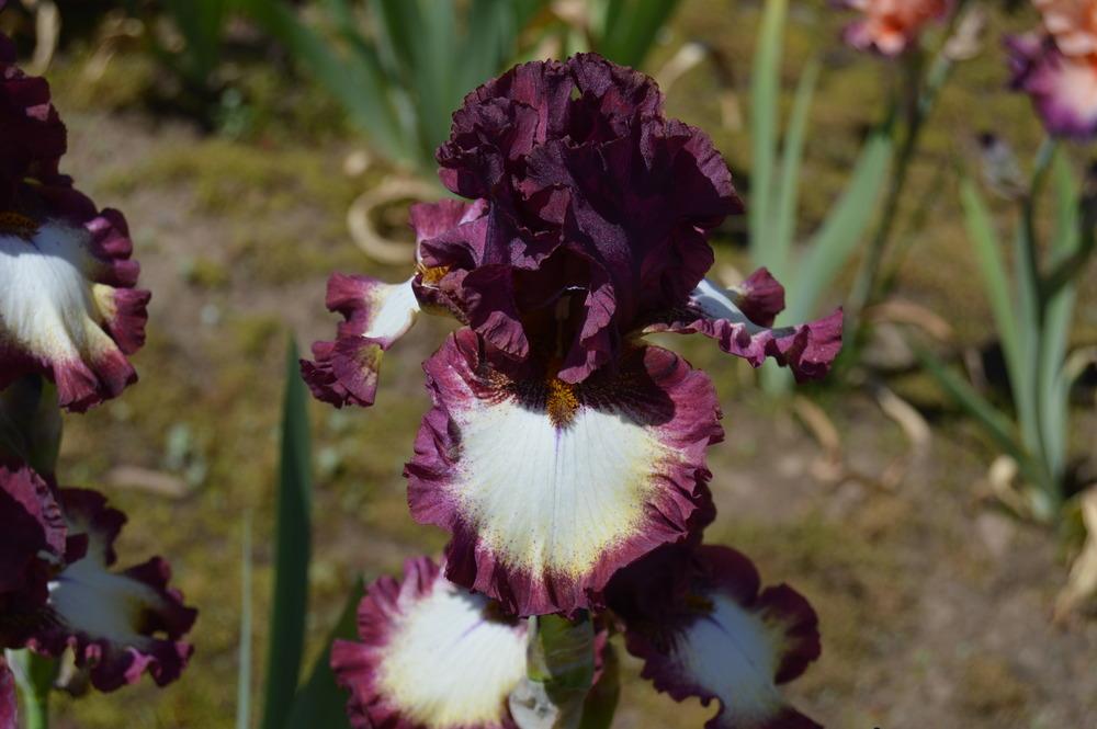 Photo of Tall Bearded Iris (Iris 'Class Ring') uploaded by KentPfeiffer
