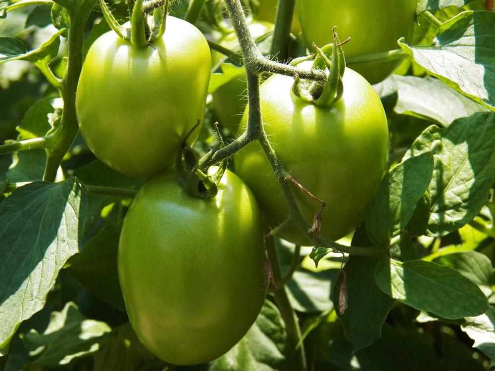 Photo of Tomato (Solanum lycopersicum 'Viva Italia') uploaded by MissyPenny