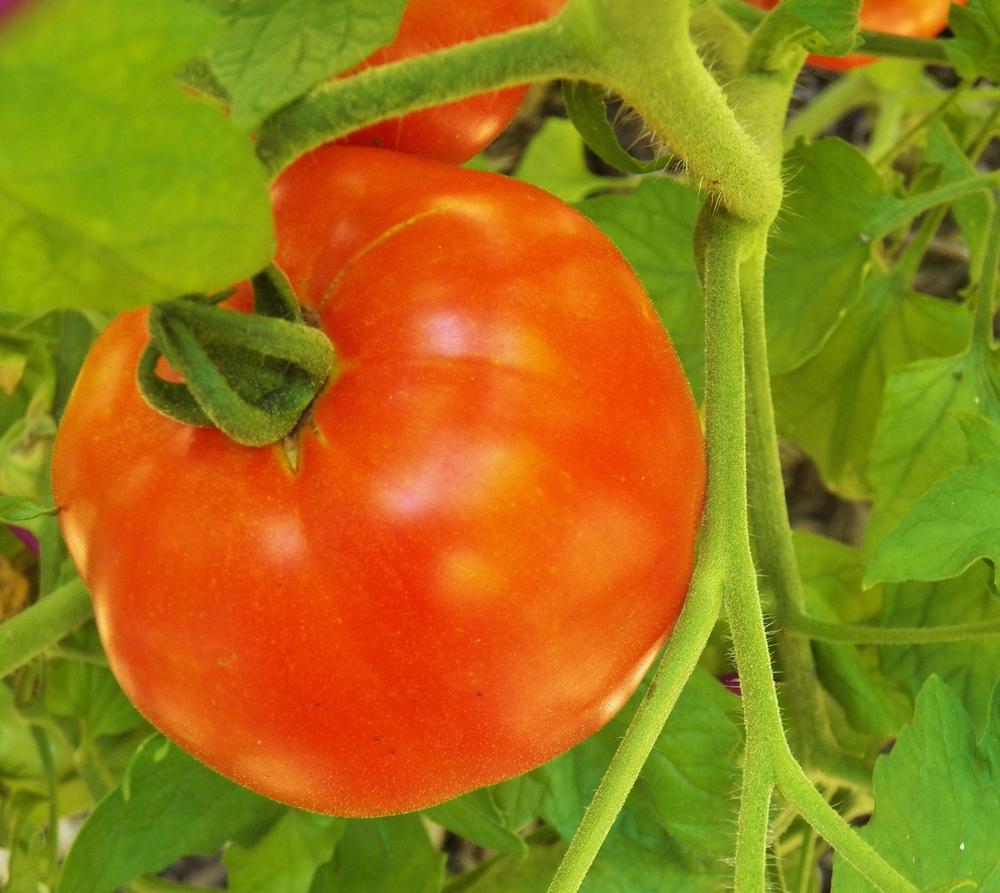 Photo of Tomato (Solanum lycopersicum 'Beefsteak') uploaded by MissyPenny