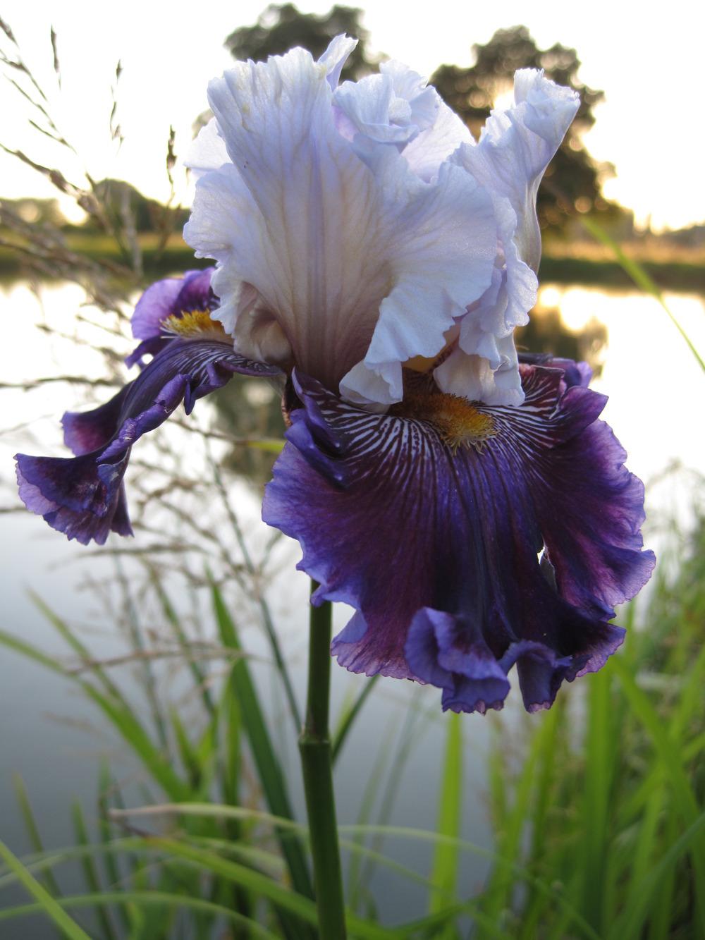 Photo of Tall Bearded Iris (Iris 'Megarich') uploaded by barashka