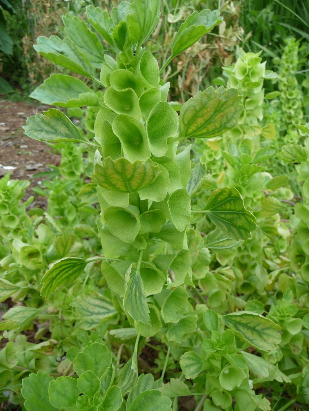 Photo of Bells of Ireland (Moluccella laevis) uploaded by gardengus
