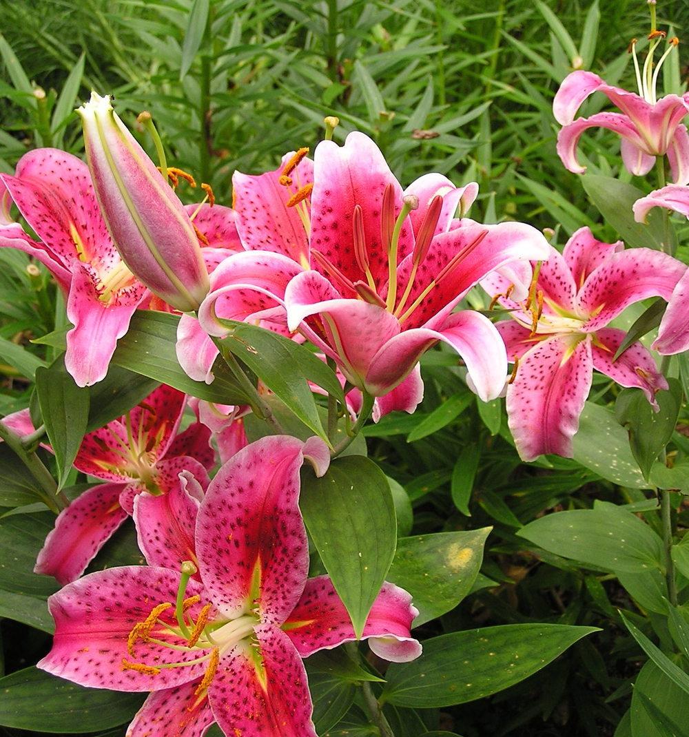 Photo of Oriental Lily (Lilium 'Star Gazer') uploaded by mandolls