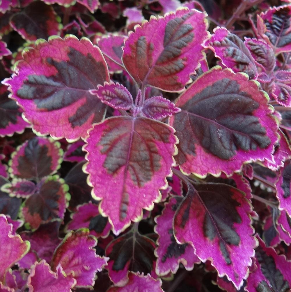 Photo of Coleus (Coleus scutellarioides Stained Glassworks™ Trailing Plum) uploaded by stilldew