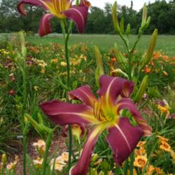 Location: SE Michigan (taken at Along the Fence Daylilies, Dansville, MI)
Date: 2015-07-25
Great scapes too!