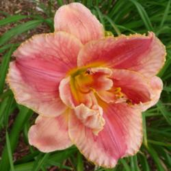 Location: SE Michigan (taken at Along the Fence Daylilies, Dansville, MI)
Date: 2015-07-25