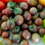 Black cherry tomatoes - surrounded by other tomatoes in the backg