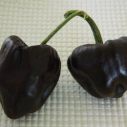Location: Northeastern, Texas
Date: 2015-07-22
Ripe fruit is a chocolate brown