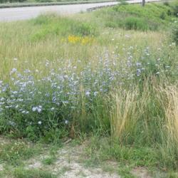 Location: SE Michigan
Date: 2015-07-25
These are along the roadside nearly everywhere, it seems, in sout