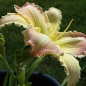 In my own garden. This is one of my favorite daylily pictures eve