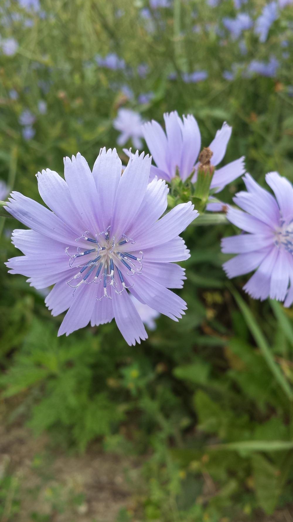 Photo of Chicory (Cichorium intybus) uploaded by DogsNDaylilies