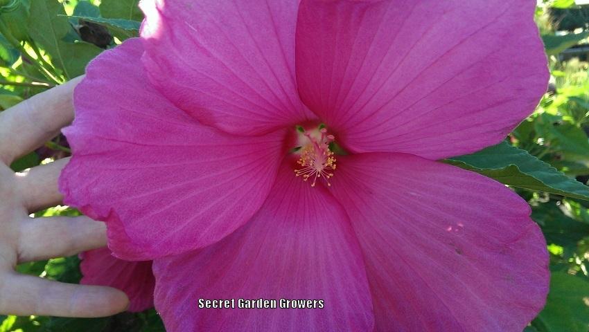 Photo of Hybrid Hardy Hibiscus (Hibiscus 'Big Girl Pink') uploaded by Joy