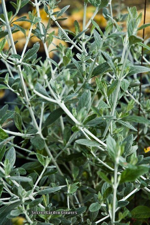 Photo of Silver Bush Germander (Teucrium fruticans 'Azurea') uploaded by Joy