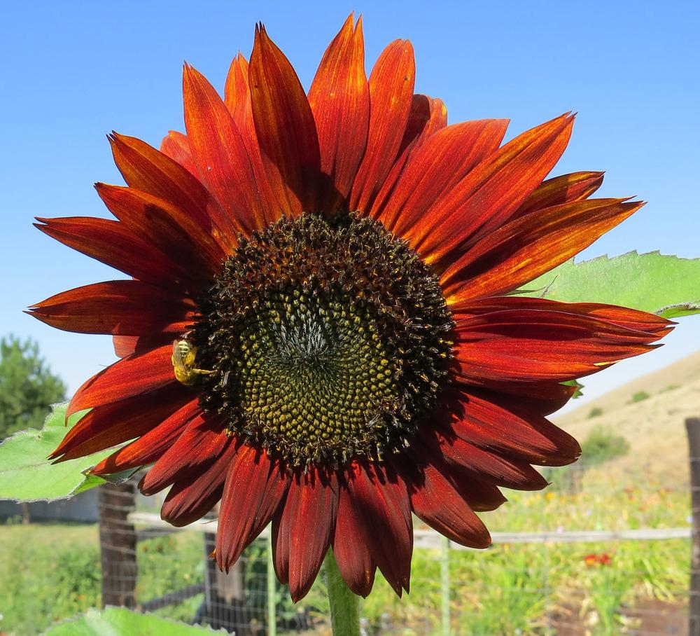 Photo of Sunflower (Helianthus annuus 'Velvet Queen') uploaded by Natalie