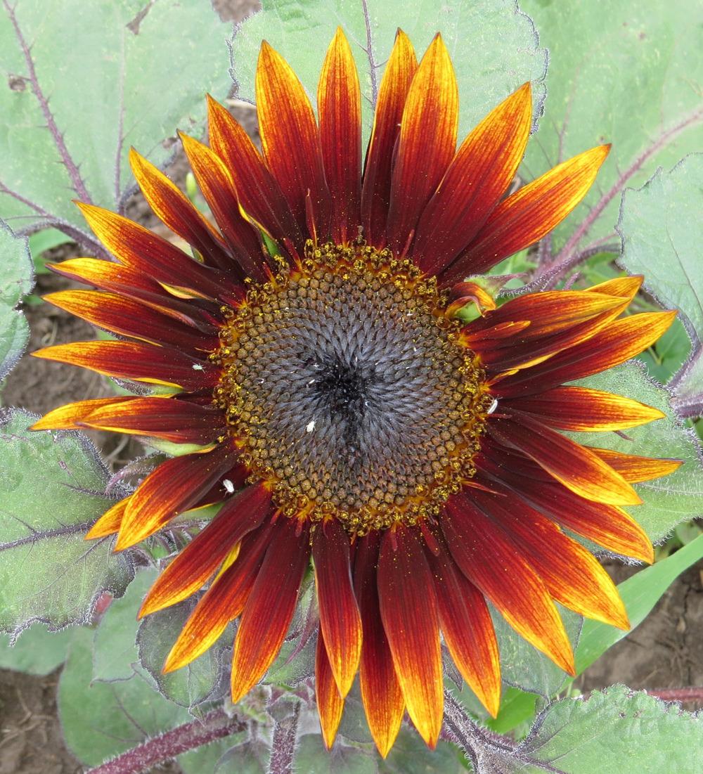Photo of Sunflower (Helianthus annuus 'Paquito Colorado') uploaded by Natalie