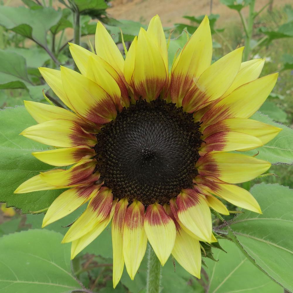 Photo of Sunflower (Helianthus annuus 'Cherry Rose') uploaded by Natalie