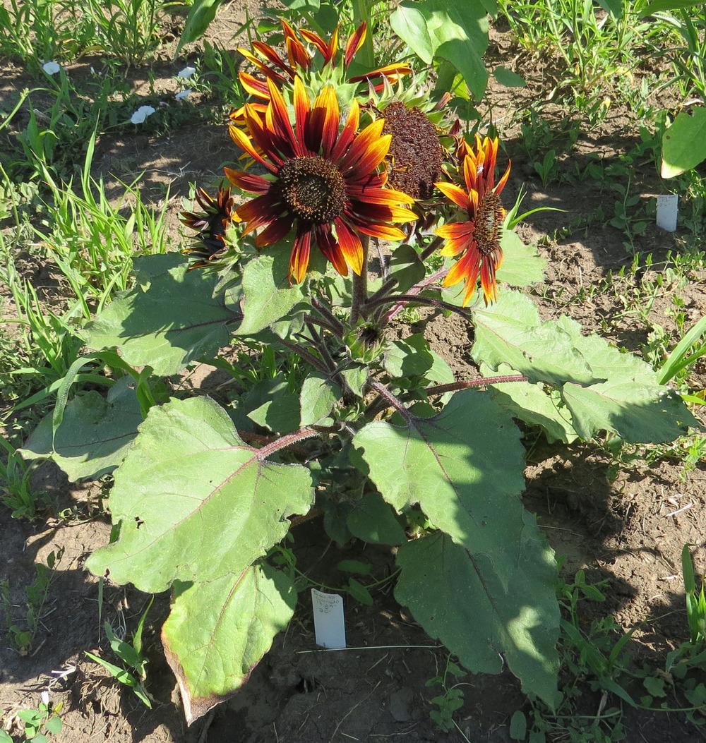 Photo of Sunflower (Helianthus annuus 'Paquito Colorado') uploaded by Natalie