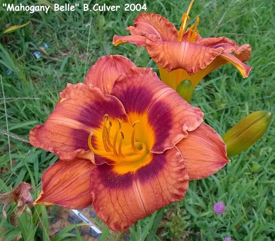 Photo of Daylily (Hemerocallis 'Mahogany Belle') uploaded by TammyB