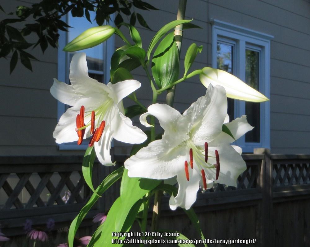 Photo of Oriental Lily (Lilium 'Casa Blanca') uploaded by foraygardengirl