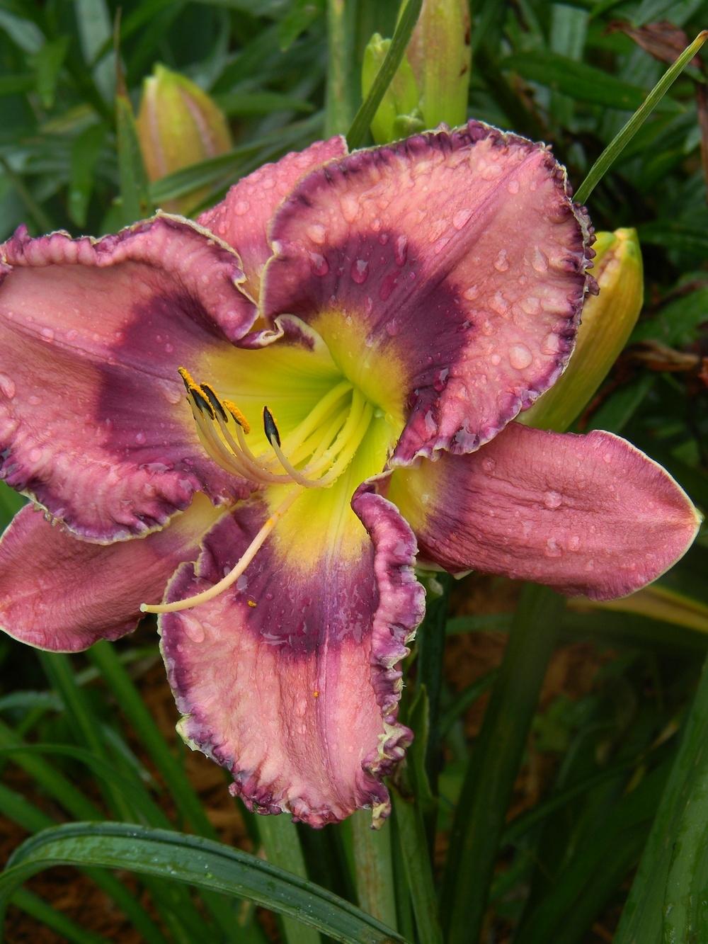 Photo of Daylily (Hemerocallis 'God Save the Queen') uploaded by mattsmom