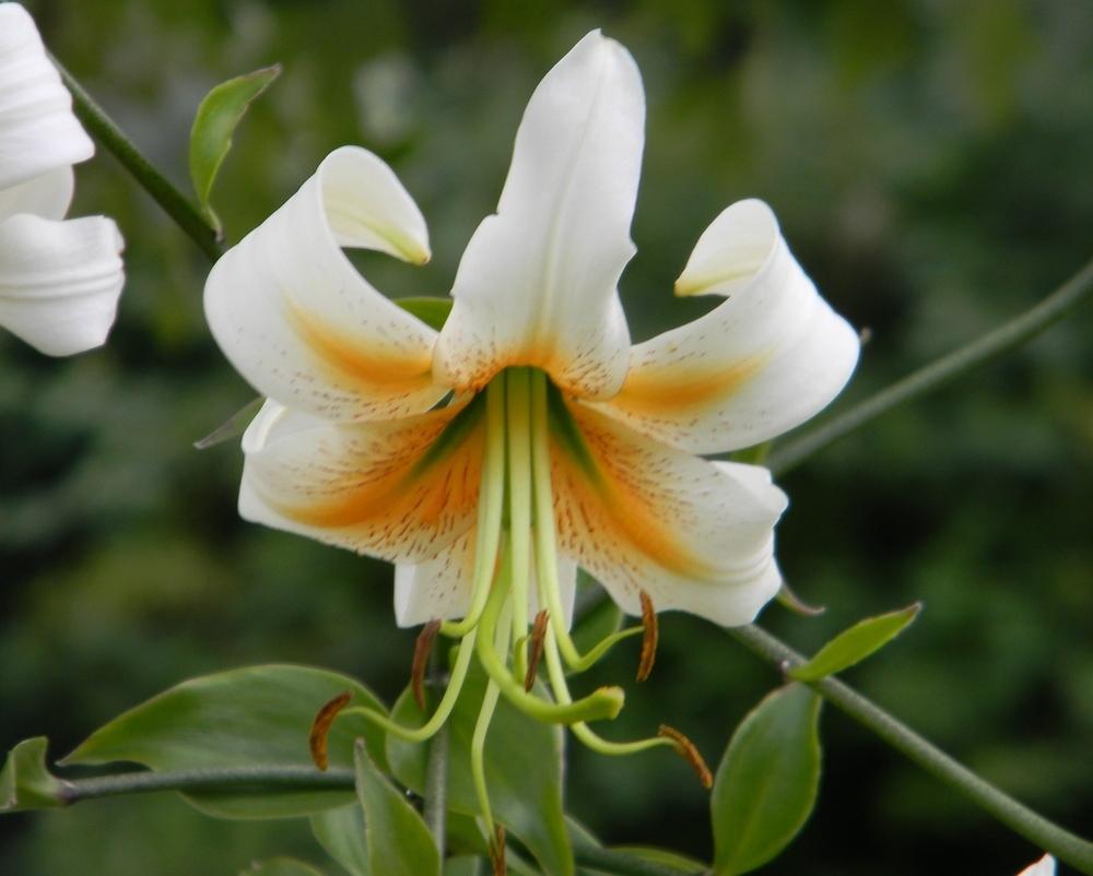 Photo of Lily (Lilium 'Lady Alice') uploaded by mattsmom
