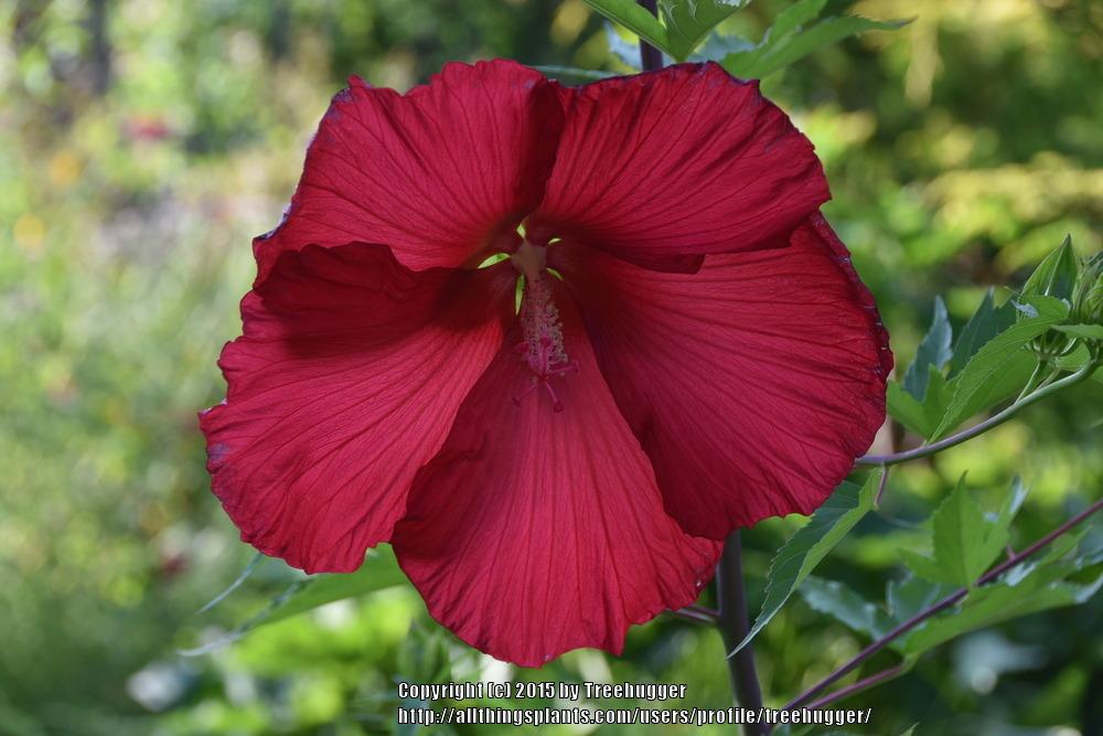 Photo of Hybrid Hardy Hibiscus (Hibiscus 'Lord Baltimore') uploaded by treehugger