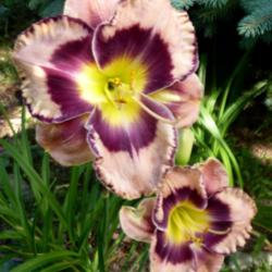 Location: My Garden- Vermont
Date: 2015-07-24
Always an outstanding and dependable daylily.