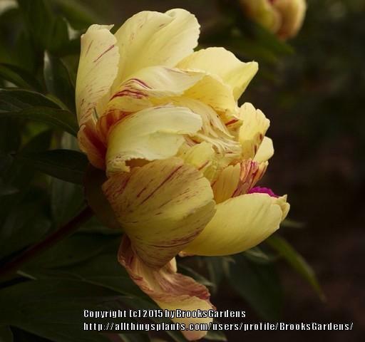 Photo of Itoh Peony (Paeonia 'Lollipop') uploaded by BrooksGardens