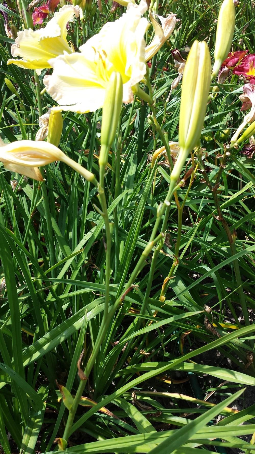 Photo of Daylily (Hemerocallis 'Beautiful Edgings') uploaded by DogsNDaylilies