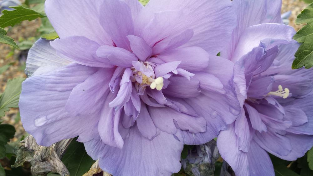 Photo of Rose of Sharon (Hibiscus syriacus Blue Chiffon™) uploaded by DogsNDaylilies