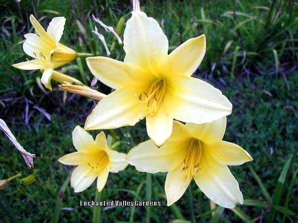 Photo of Daylily (Hemerocallis 'Autumn Daffodil') uploaded by Joy