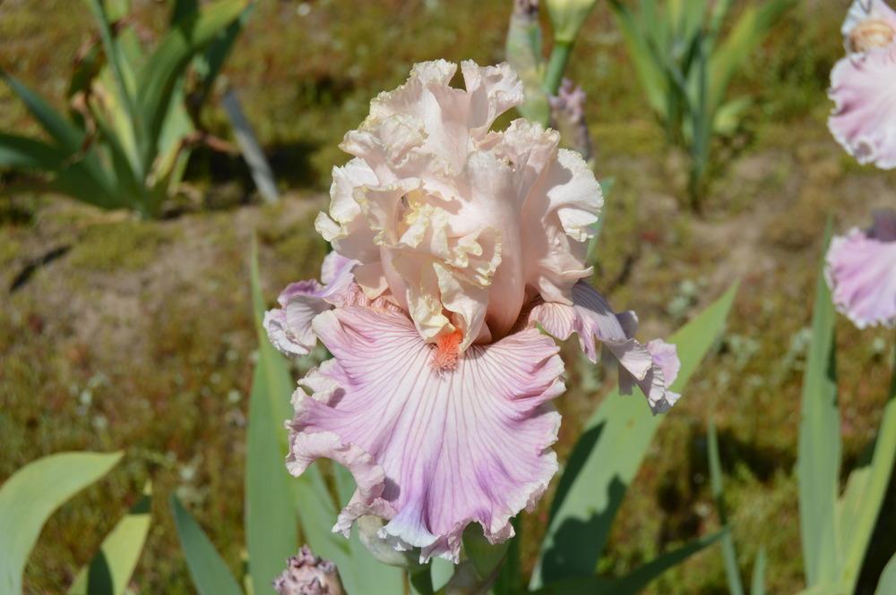 Photo of Tall Bearded Iris (Iris 'Cross My Heart') uploaded by KentPfeiffer