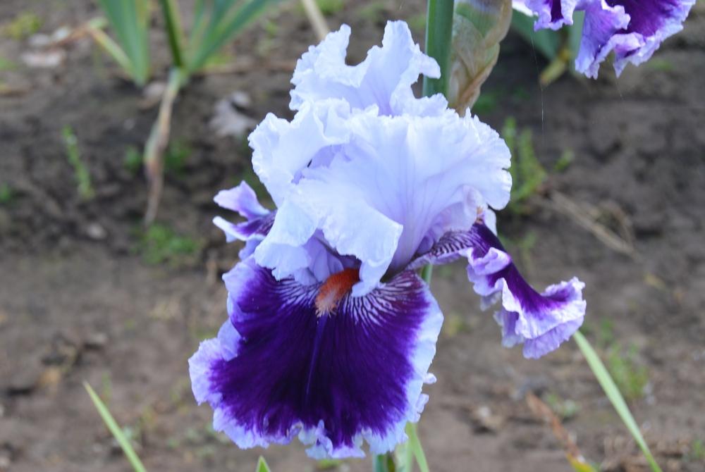 Photo of Tall Bearded Iris (Iris 'Daring Deception') uploaded by KentPfeiffer