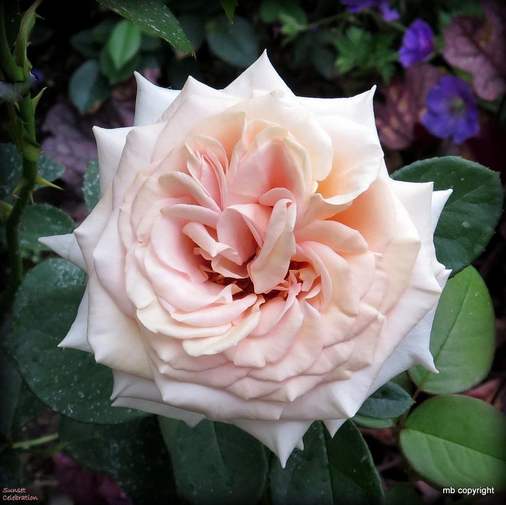 Photo of Rose (Rosa 'Sunset Celebration') uploaded by MargieNY