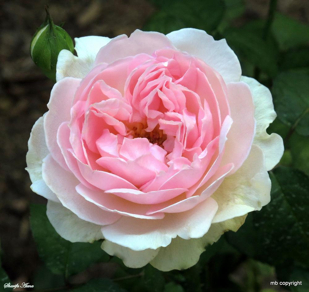 Photo of Rose (Rosa 'Sharifa Asma') uploaded by MargieNY