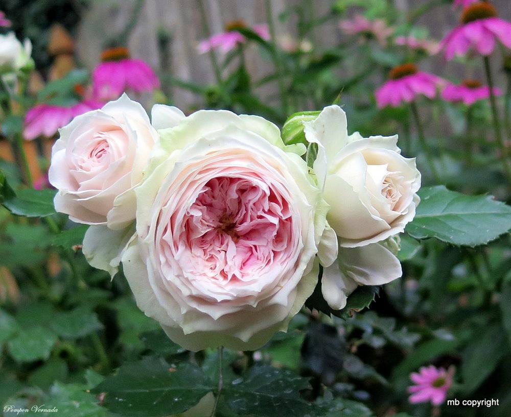 Photo of Shrub Rose (Rosa 'Pompon Flower Circus') uploaded by MargieNY