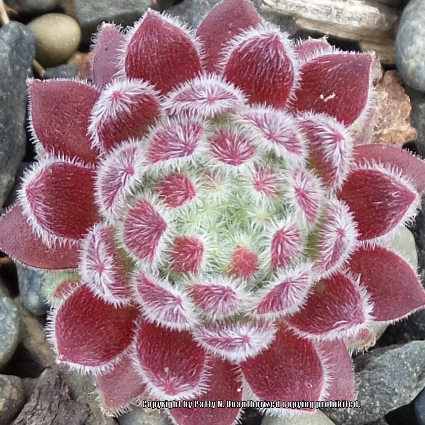 Photo of Hen and Chicks (Sempervivum 'Wendy') uploaded by Patty