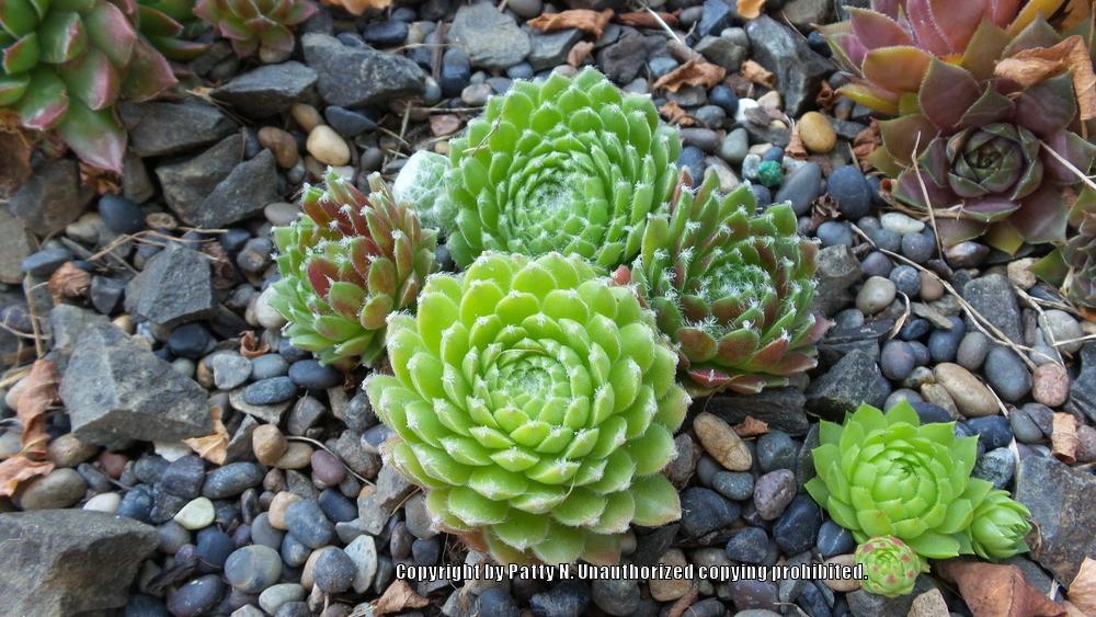 Photo of Hen and Chicks (Sempervivum 'Ford's Spring') uploaded by Patty