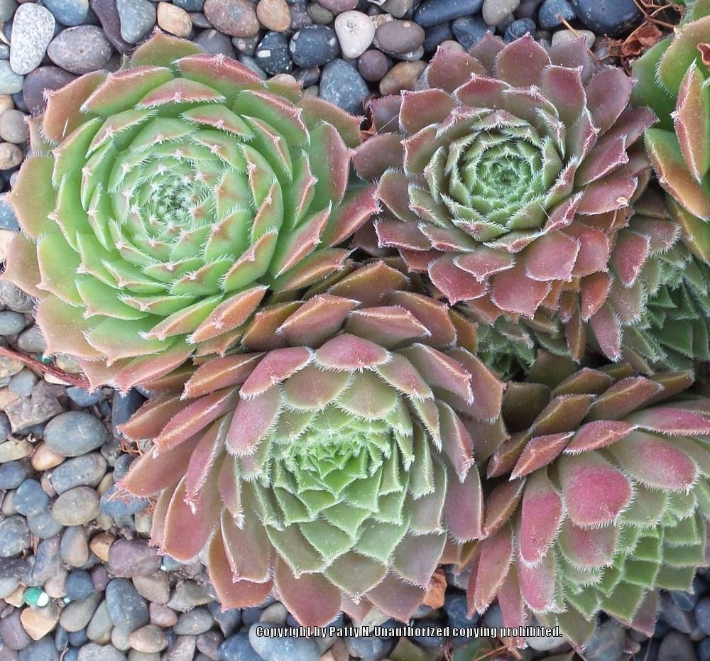 Photo of Hen and Chicks (Sempervivum 'Spherette') uploaded by Patty