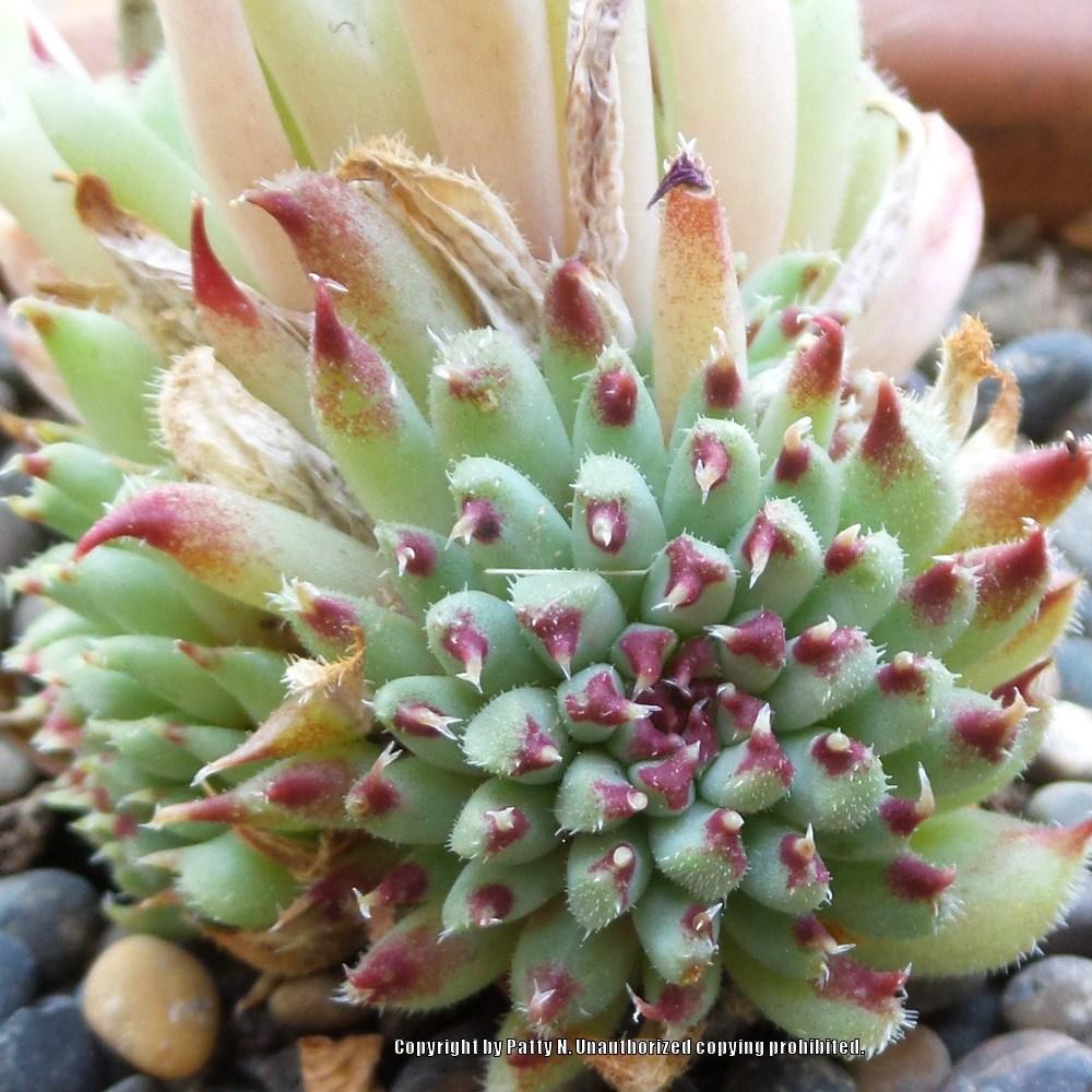 Photo of Hen and Chicks (Sempervivum calcareum 'Grigg's Surprise') uploaded by Patty