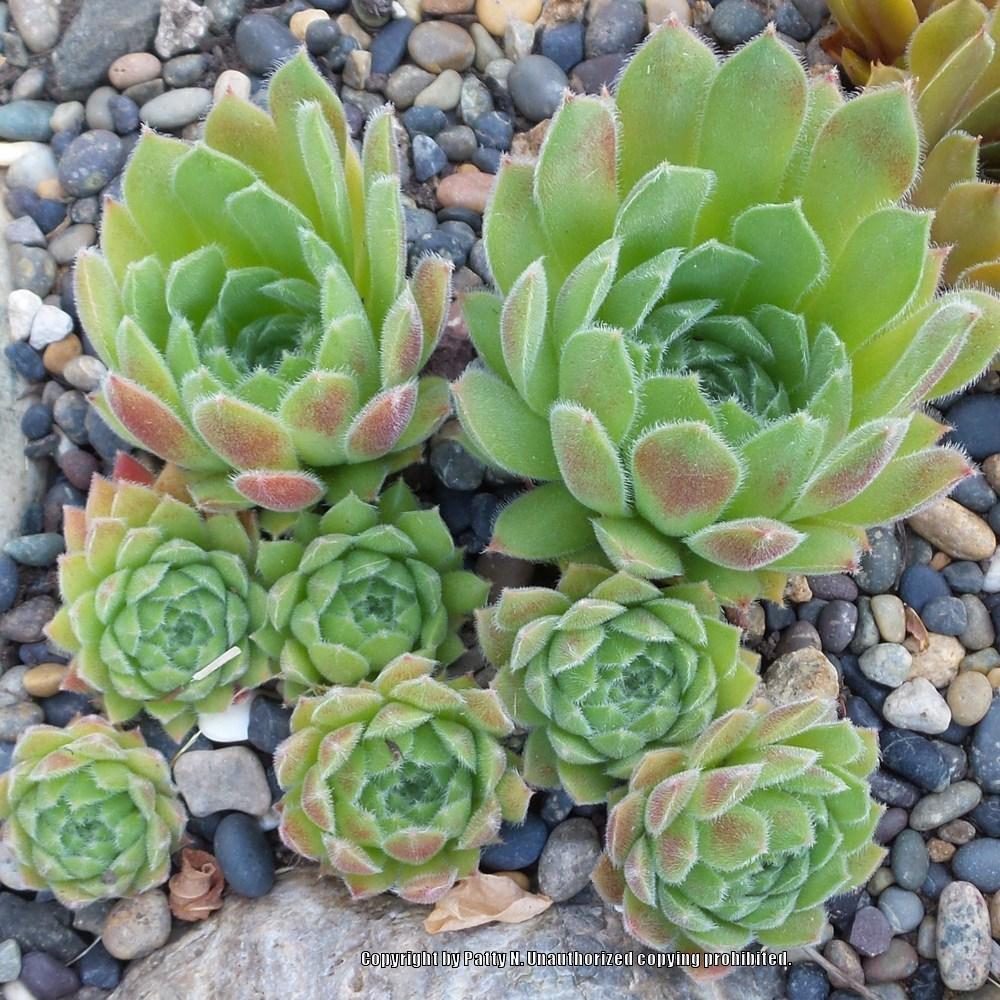 Photo of Hen and Chicks (Sempervivum 'Poetic') uploaded by Patty