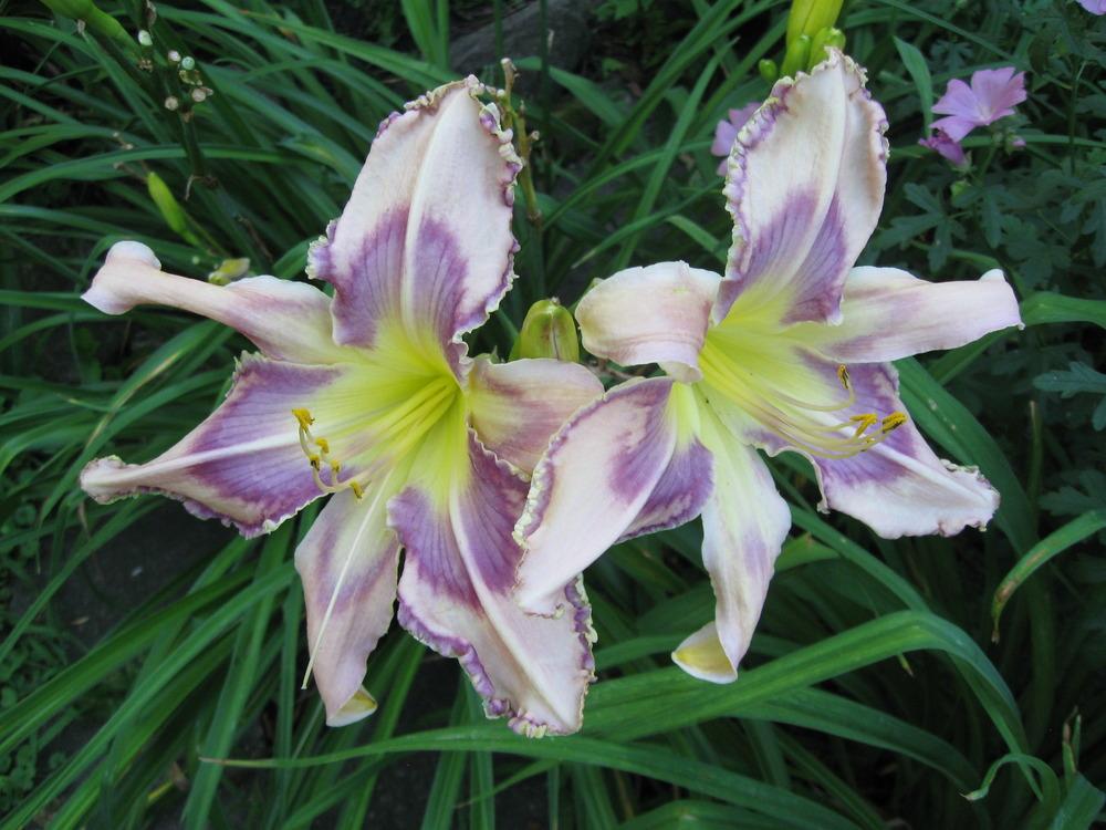 Photo of Daylily (Hemerocallis 'Entwined in the Vine') uploaded by alwaysbehindMN