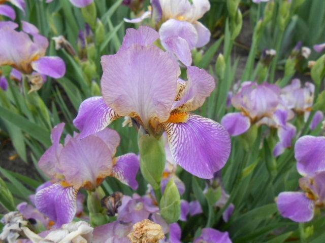 Photo of Miniature Tall Bearded Iris (Iris 'Elfin Shadows') uploaded by crowrita1