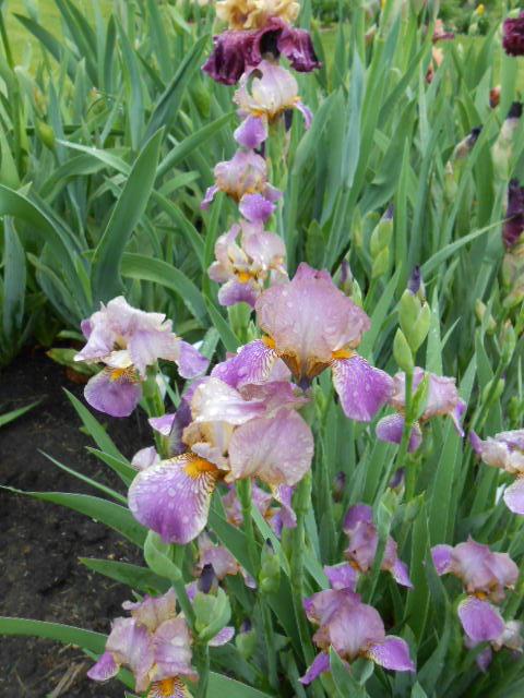 Photo of Miniature Tall Bearded Iris (Iris 'Elfin Shadows') uploaded by crowrita1